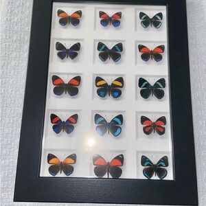 Christopher Marley Framed Butterfly Art Print with Black Frame